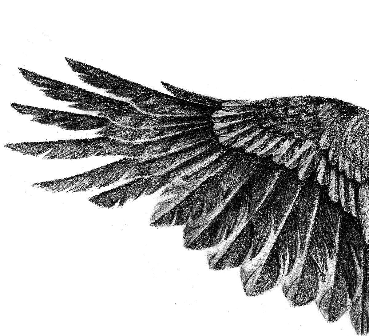 raven wing diagram
