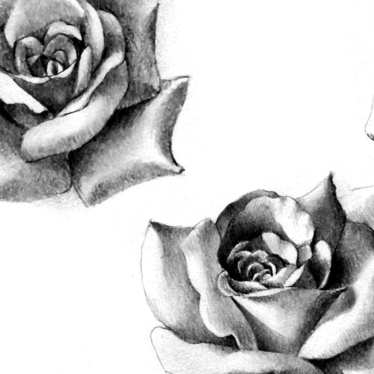 tattoo roses black and grey outline